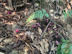 -铁山坪森林公园