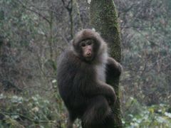 -西岭雪山大飞水景区