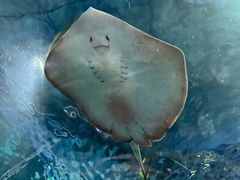 -上海海洋水族馆