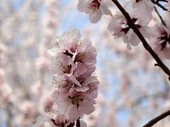 -桃花堤公园