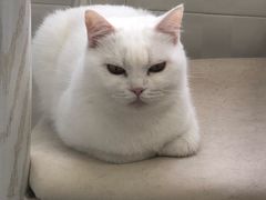 -喵的天空名猫咖啡馆·撸猫·猫舍·用品