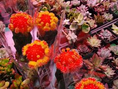 -花鸟鱼虫鲜花绿植市场(玉泉路店)