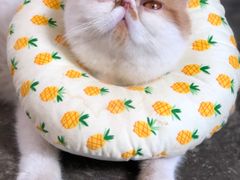 -喵屿·大理花园猫咖