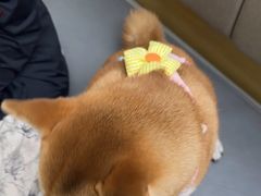-美联众合动物医院·24h转诊中心