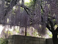 -嘉定紫藤园