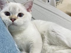 -lincat·猫舍(广州店)