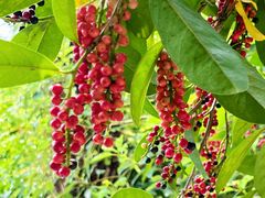 -广州神农草堂中医药博物馆