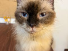 -楼上猫咖(罗湖店)