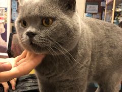 -猫小院猫主题咖啡厅(北锣店)