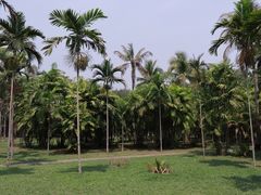 -西双版纳原始森林公园