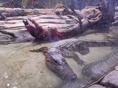-正佳雨林生态植物园