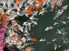 -南宫五洲植物乐园