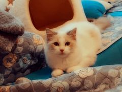 -猫大福·Fortune Cat猫舍(百子湾店)