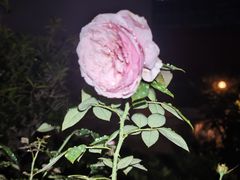 -沙龙酒家
