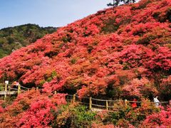 -木兰云雾山