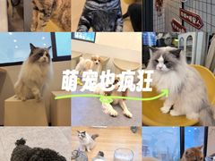 -有喵·猫咖·狗咖·30几只猫10只小狗(岗厦店)