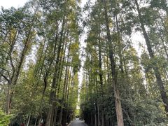 -东平国家森林公园