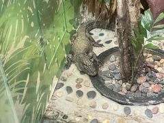 -上海大自然野生昆虫馆(东方明珠·爬宠昆虫探索中心)
