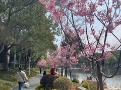 -新江湾城公园