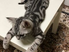 -瑞派·关忠动物医院·猫专科·犬专科(三环新城店)