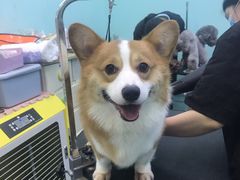 -宠伴小精灵宠物店(鼓楼店)