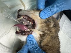 -爱诺耐芙动物医院(万博店)