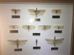 -上海昆虫博物馆