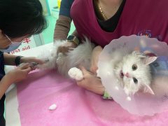 -北京观赏动物医院·24小时大型综合·猫专科·异宠专科