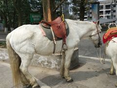 -铁山坪森林公园