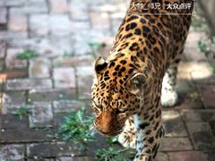 -青藏高原野生动物园