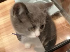 -袖虎·猫馆(体育西路店)