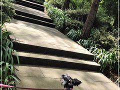 -铁山坪森林公园