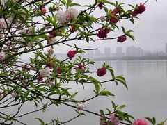 -无锡蠡湖国家湿地公园-蠡园