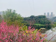 -重庆彩云湖湿地公园