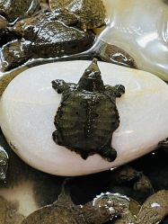 -酷嗒动物文化乐园(cutezoo西溪乐天城店)