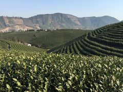 -帐篷客·溪龙茶谷度假酒店