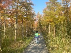 -合肥滨湖国家森林公园