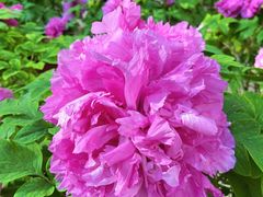 -北京市垂杨柳医院