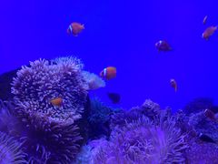 -芜湖新华联大白鲸海洋公园