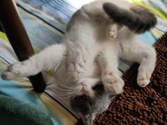 -欣宠猫屋·矮脚拿破仑·蓝金金渐层