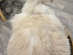 -楼上猫咖(罗湖店)