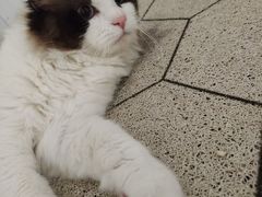 -联合动物医院(光谷诊疗中心)