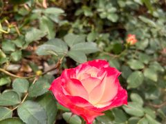 -人民公园(罗湖区)