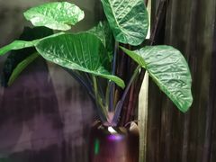 -观唐足道SPA养生会馆(南湖店)