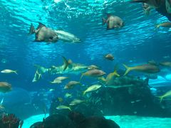 -瑞普利水族馆