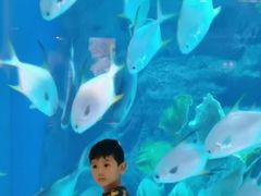 -迪拜水族馆及水下动物园