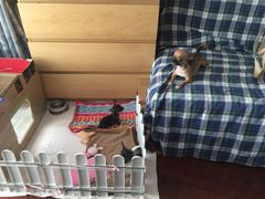 -严国平动物医院(德政总院)