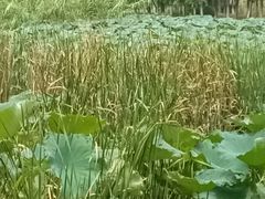 -艾溪湖湿地公园