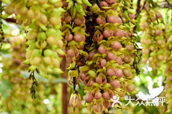 清远市禾雀花基地图片 - 第2张