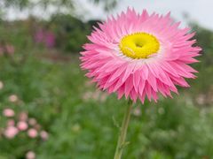 -松山湖梦幻百花洲